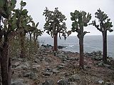 Galapagos 2-2-05 Santa Fe Prickly Pear Cactus The mainstay of the land iguana diet is the endemic prickly pear cactus, named for the pear shaped fruit the plant produces. The Santa Fe prickly pear cactus can grow up to a 3m high tree-like form in response to grazing pressure from the land iguanas.